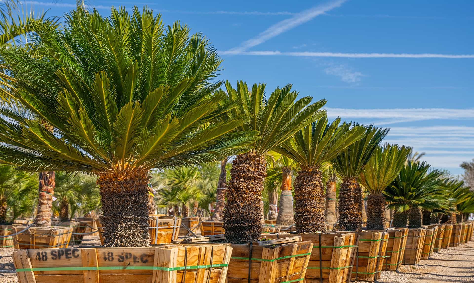 A row of Mexican Fan Palms in the nursery.