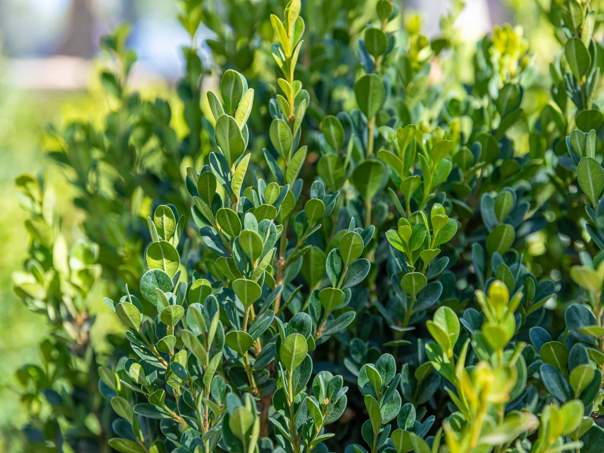 Closeup shot of Boxwood foliage.