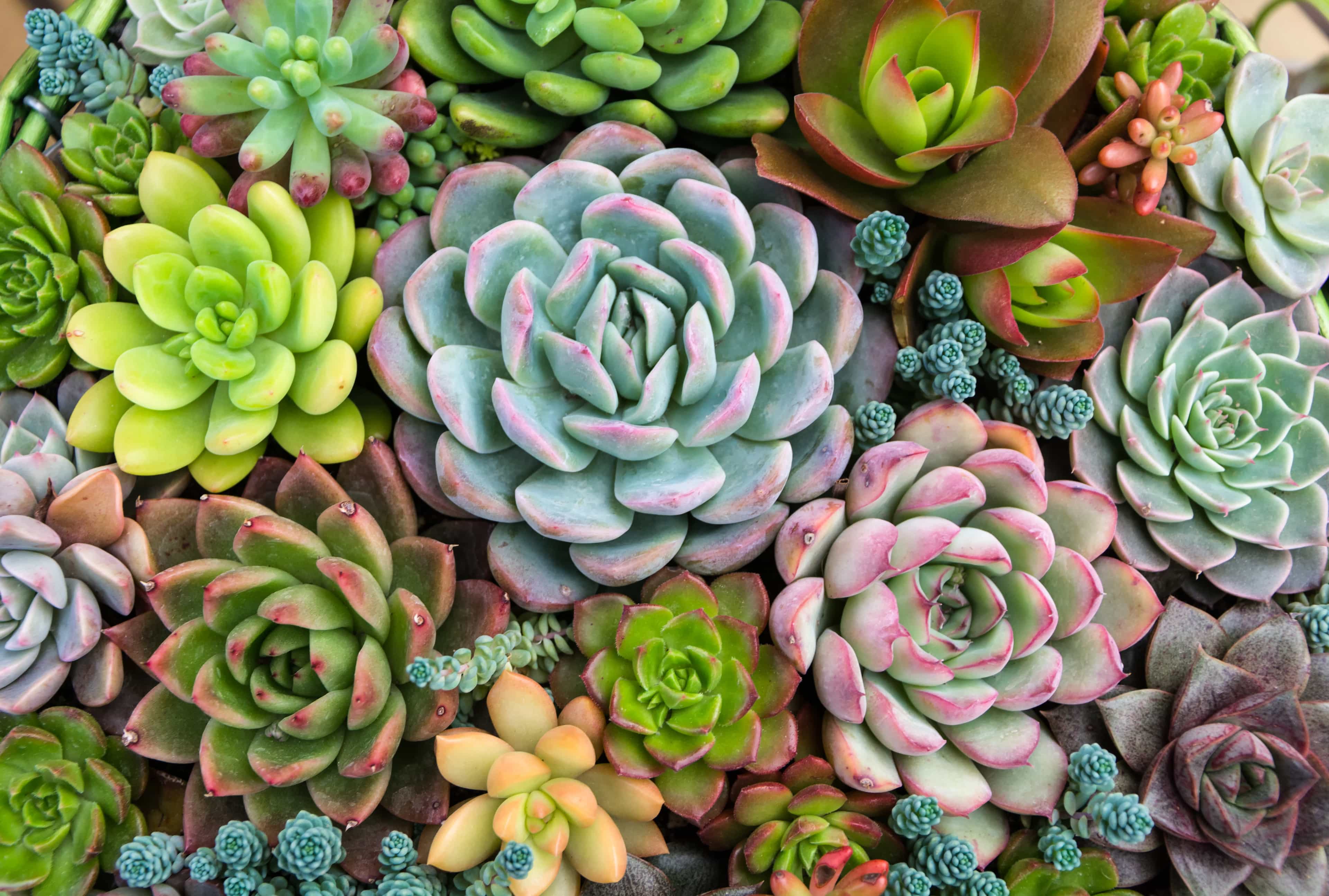 Close up shot of several succulents.