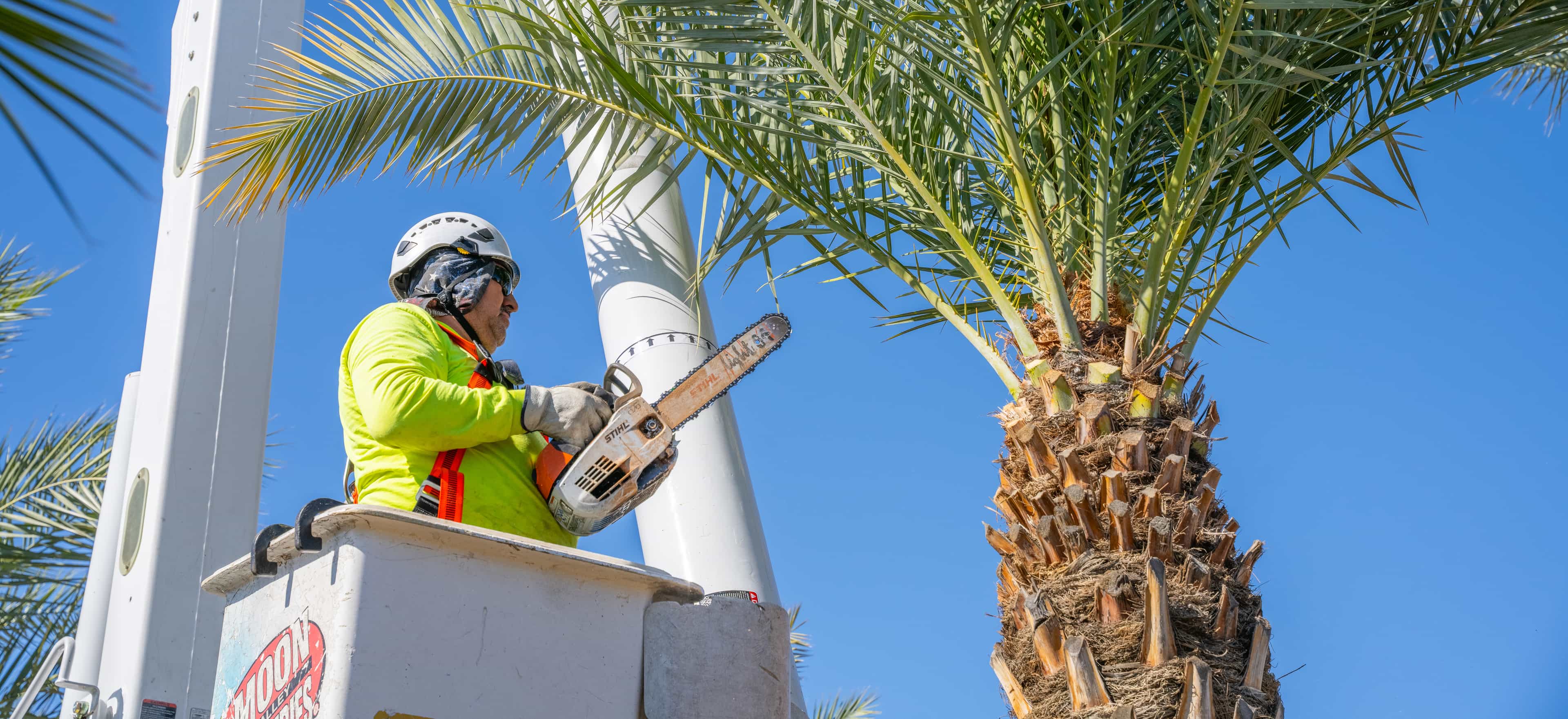 Image of an Arborist preparing to trim a palm.