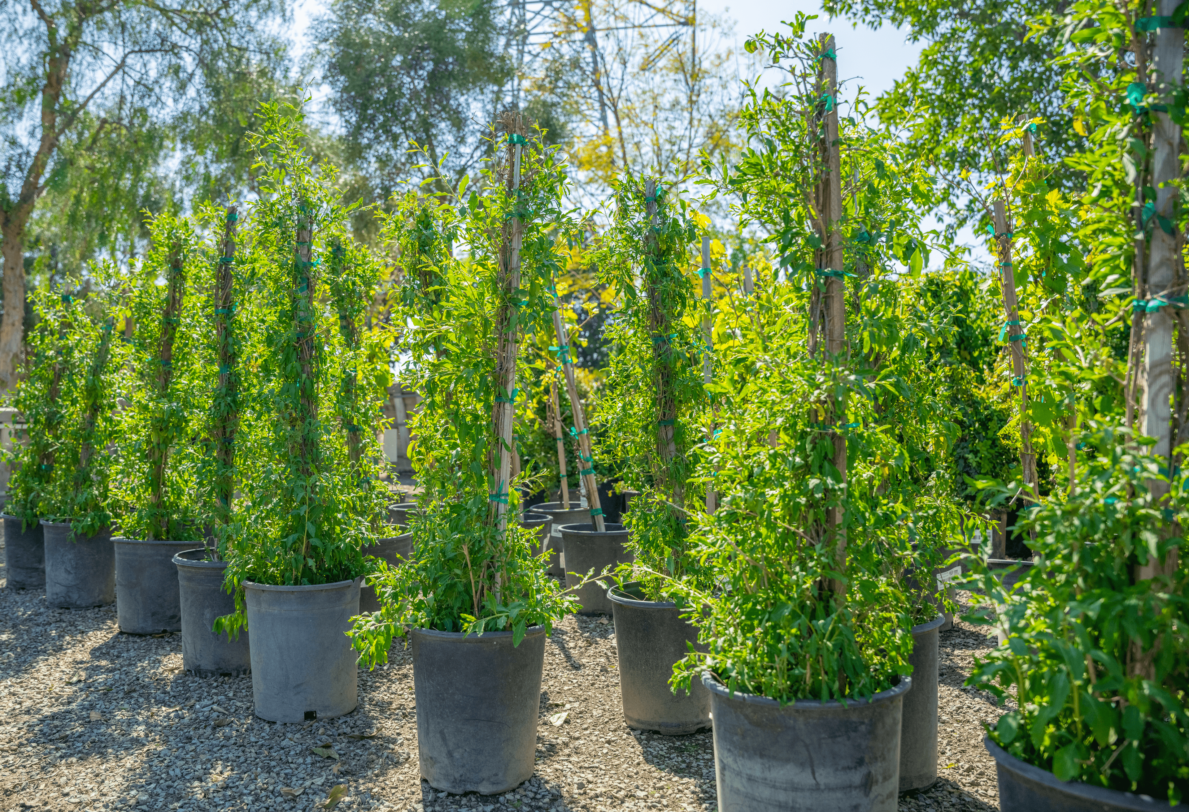 A row of vines in a nursery.