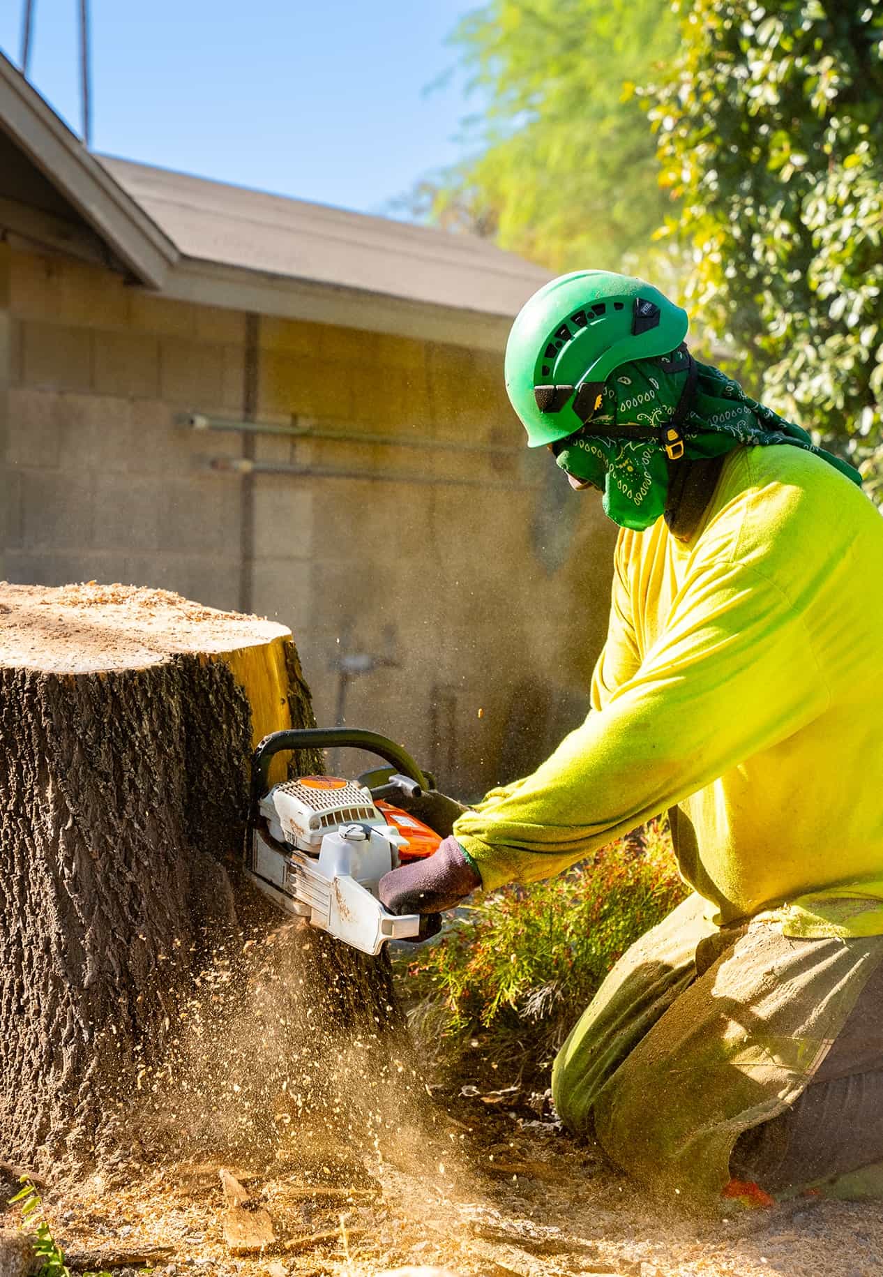 Tree Removal