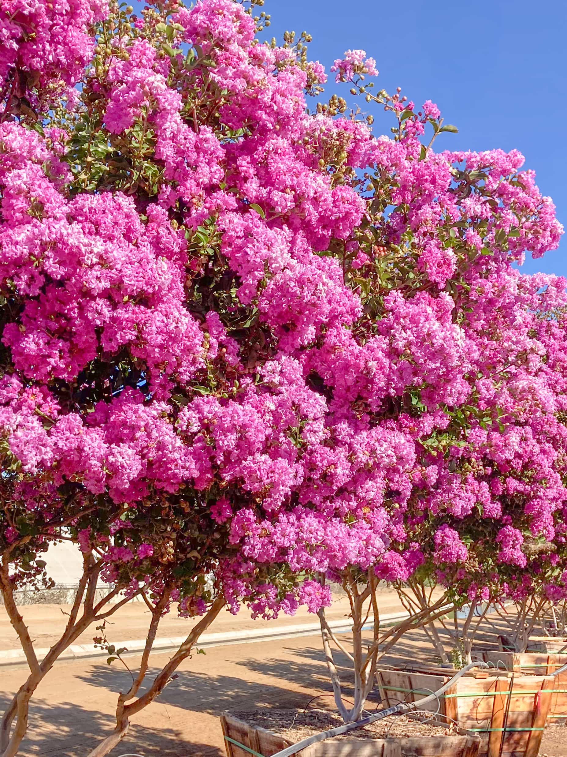 Moon Valley Nurseries Flowering Trees