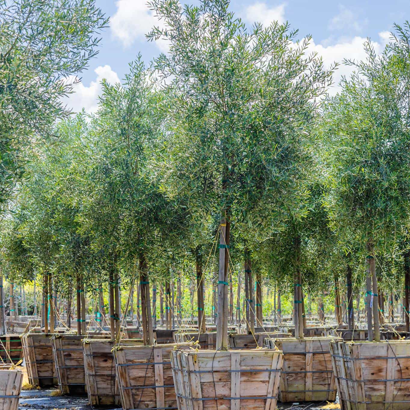 Moon Valley Nurseries Trees