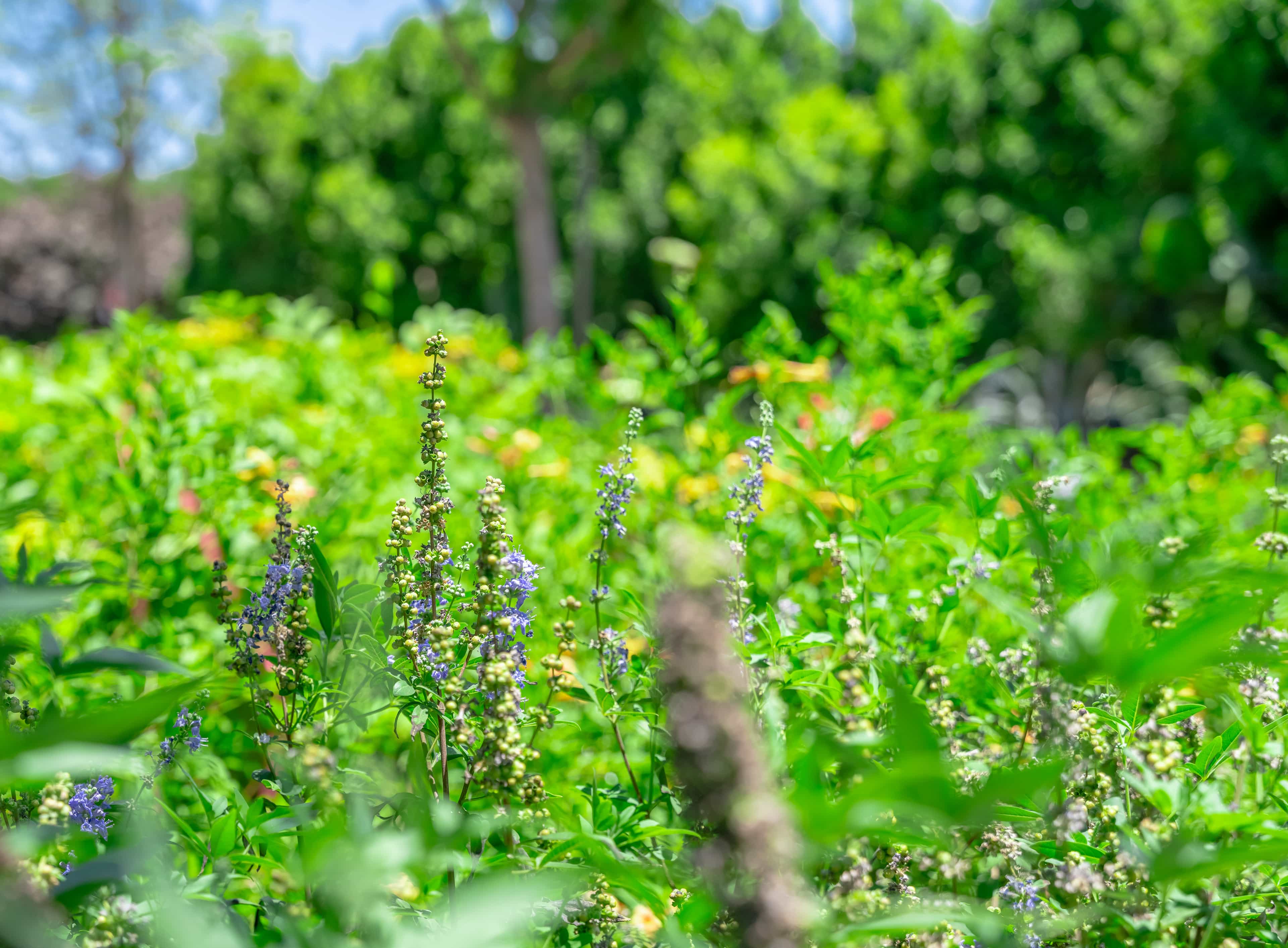 Shrubs at Moon Valley Nurseries