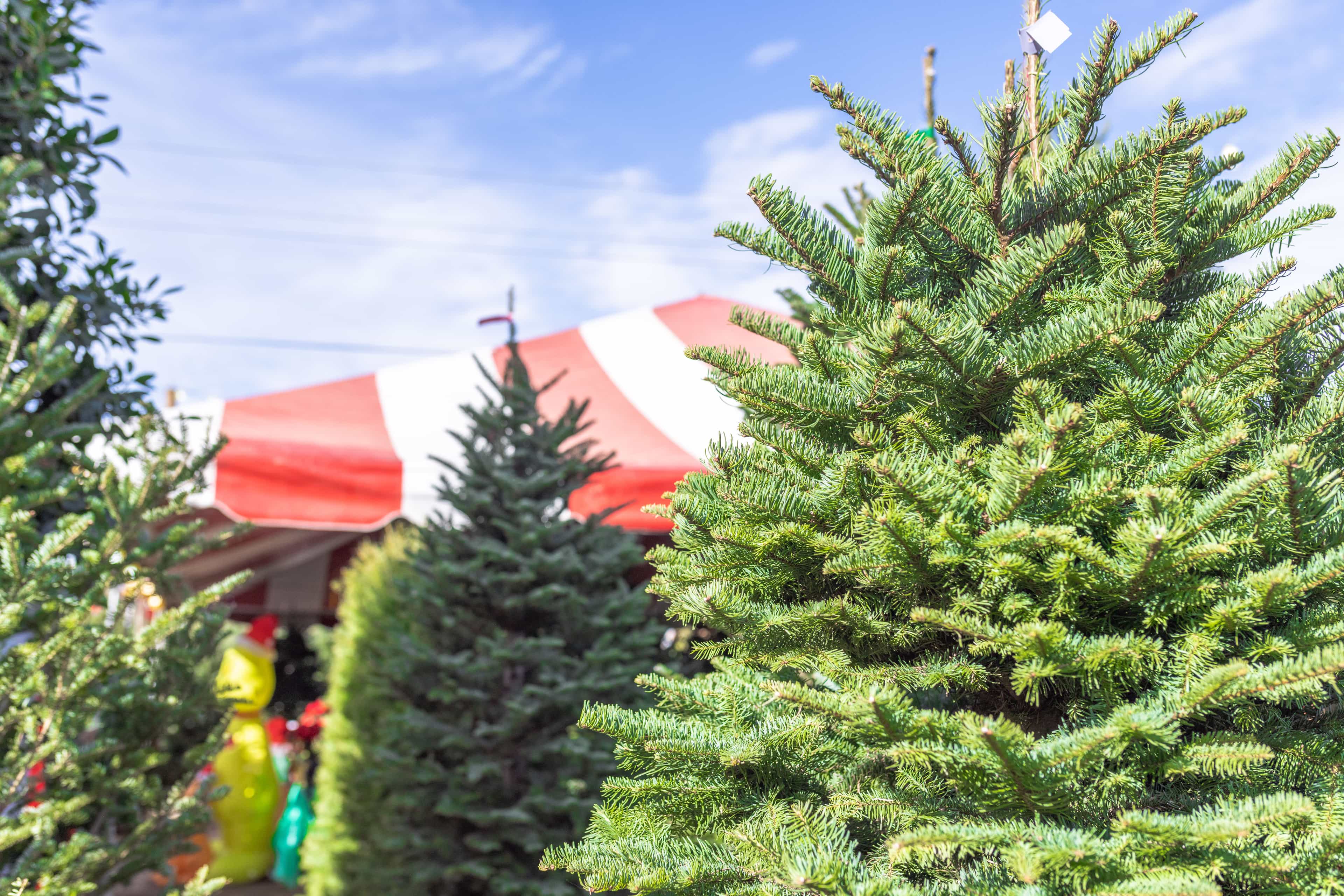 Families searching for the perfect tree