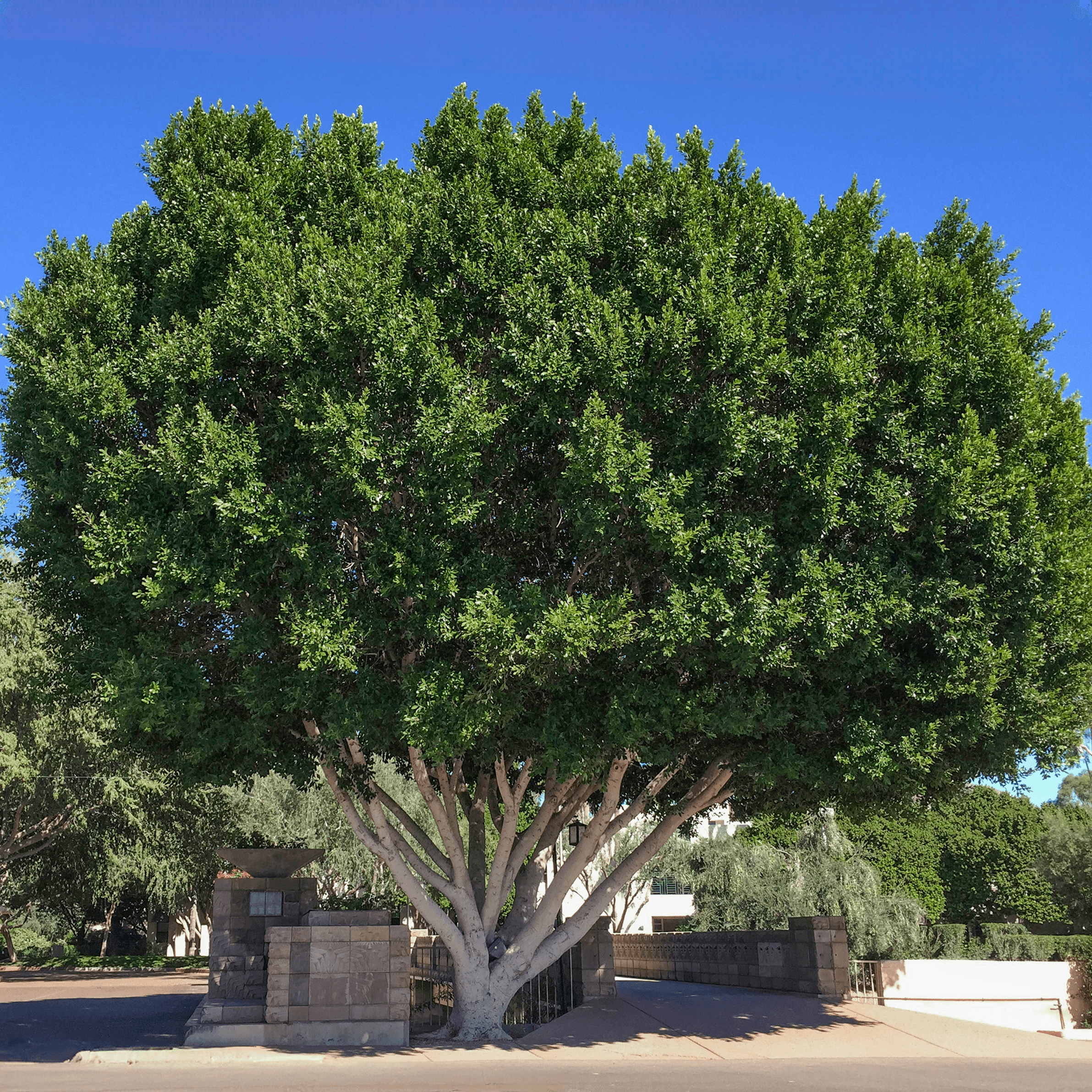 Ficus Nitida Multi-Trunk in a landscape