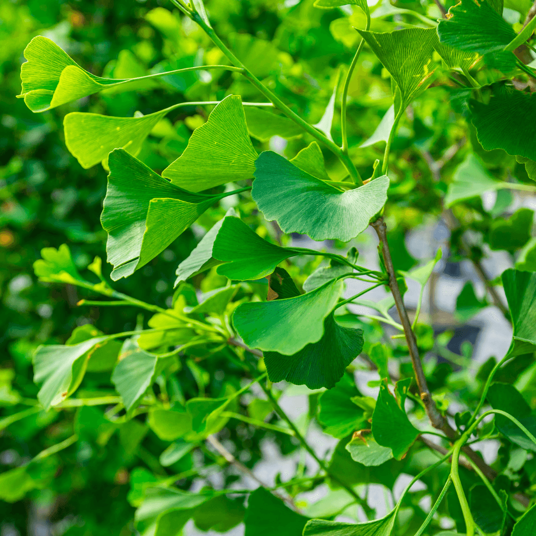 Ginkgo Grindstone Foliage