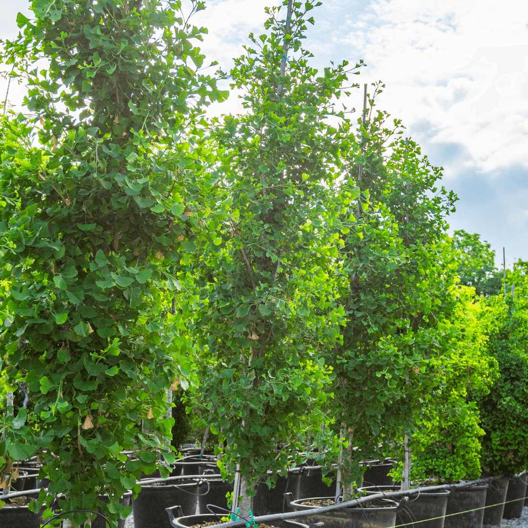 Ginkgo Grindstone Trees
