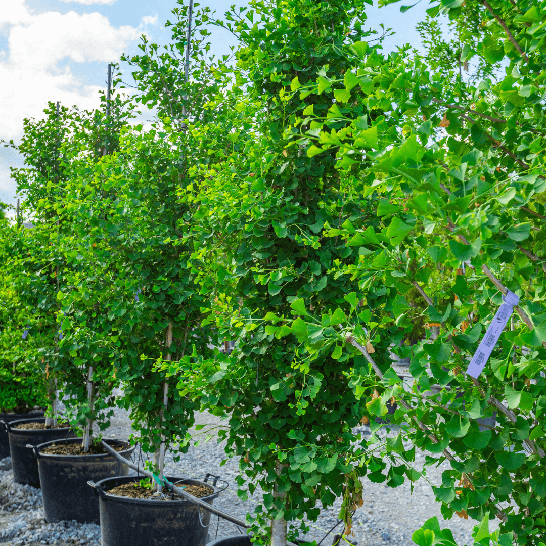 Ginkgo Grindstone Trees