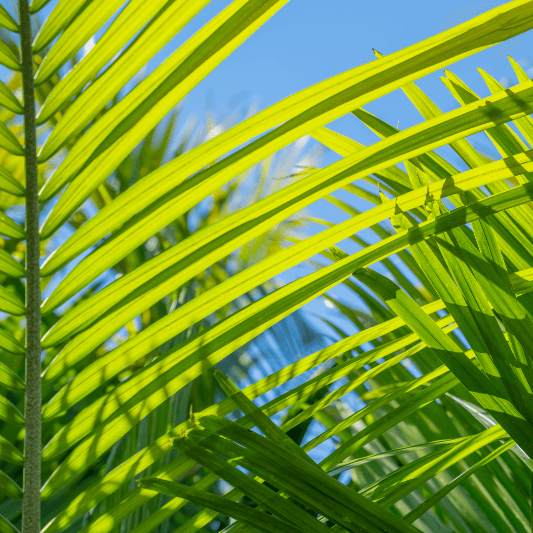 Majesty Palm Fronds
