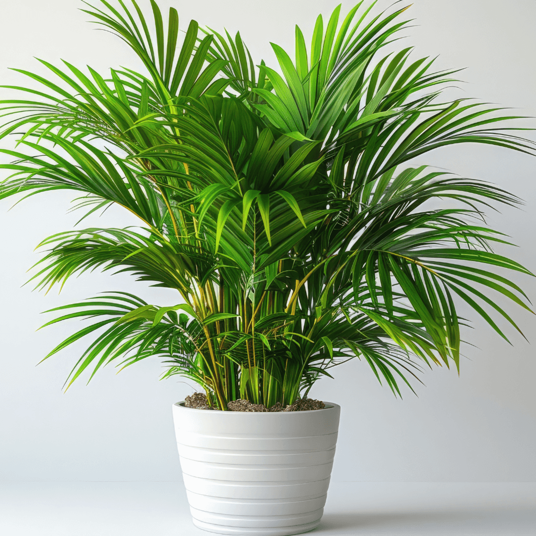 Lush Green Majesty Palm Potted