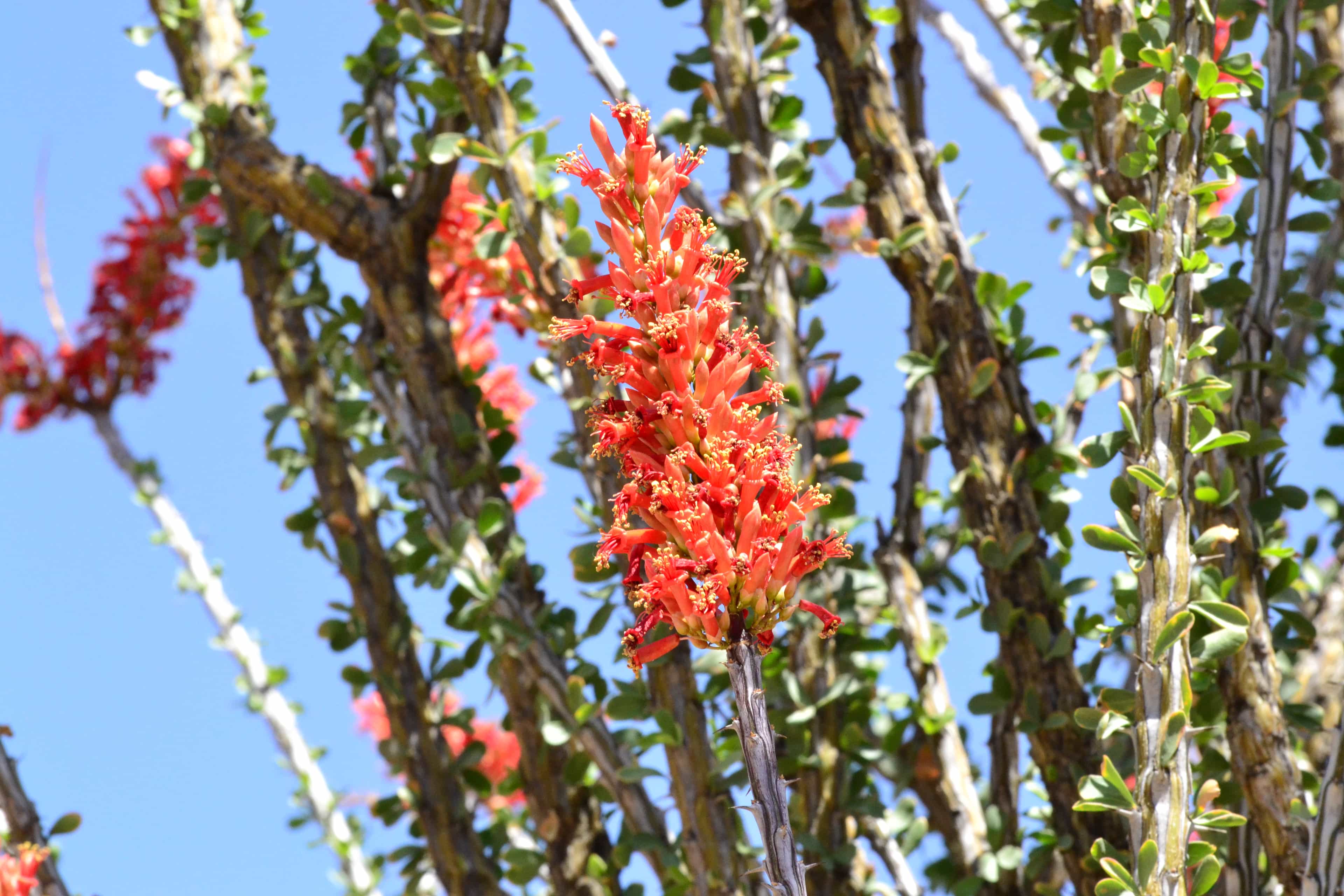 Moon Valley Nurseries Ocotillo Flower Close Up