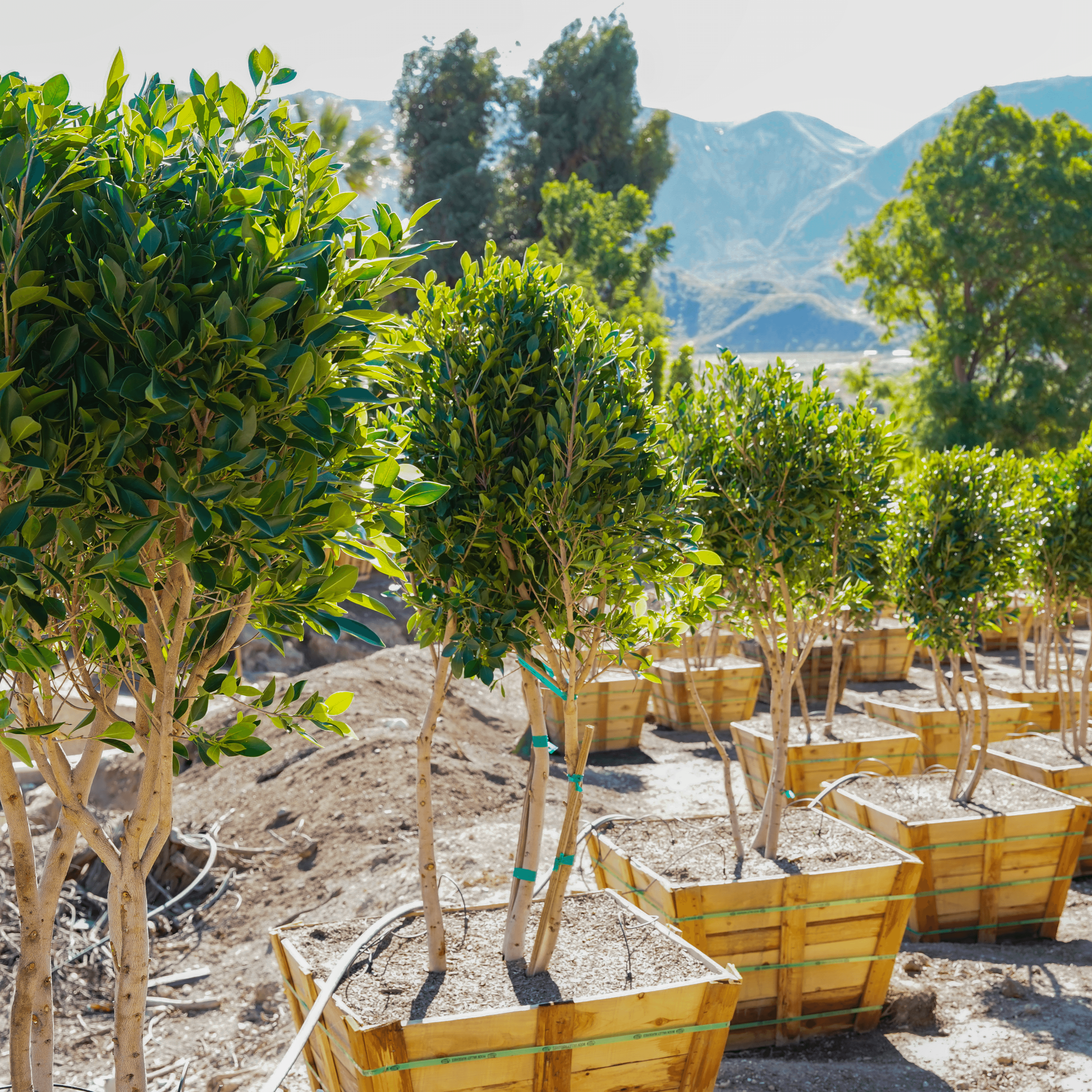 A row of Ficus Nitida Multi-Trunk trees in the grow yard